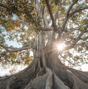 ancestor ancestors reading healing ancestral spiritual growth dylan r mccabe
